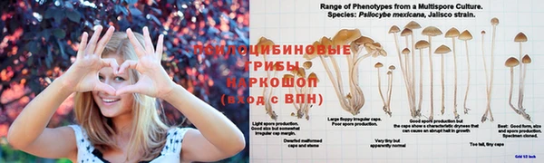 ешки Богданович